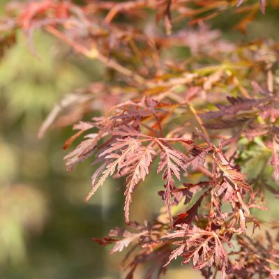 Schlitz-Ahorn 'Crimson Princess'