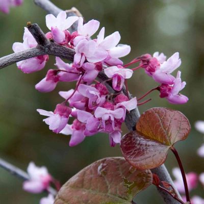 Kanadischer Judasbaum 'Forest Pansy'