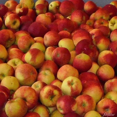 Apfel 'Santana' - Allergiker geeignet Apfel 'Santana' - Allergiker geeignet