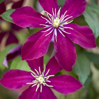 Clematis 'Niobe' Clematis 'Niobe'