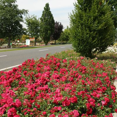 Bodendeckerrose 'Gärtnerfreude®' - ADR-Rose