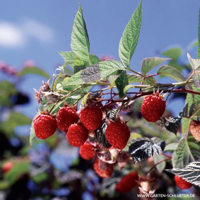 Sommerhimbeere 'Willamette' Sommerhimbeere 'Willamette'