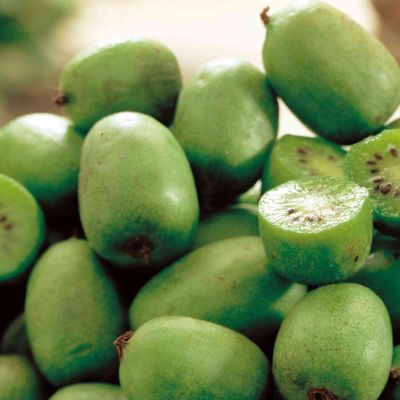 Stachelbeer-Kiwi 'Issai'
