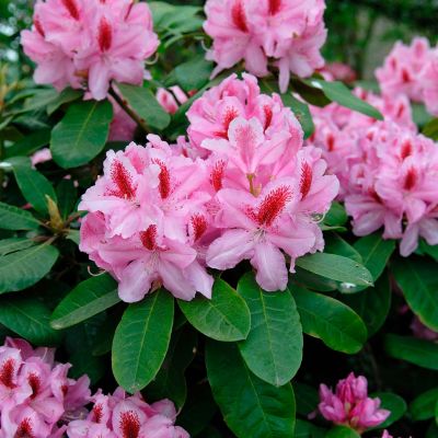 Rhododendron 'Furnivall's Daughter' - Easydendron® Rhododendron 'Furnivall's Daughter' - Easydendron®