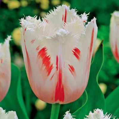 Gefranste Tulpe 'Carrousel' - 7 Stück
