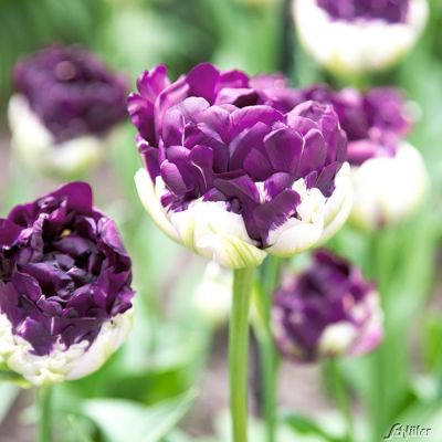 Gefüllte späte Tulpe 'WOW' - 3 Stück