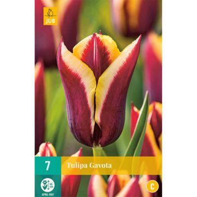 Triumph-Tulpe 'Gavota' - 7 Stück Triumph-Tulpe 'Gavota' - 7 Stück