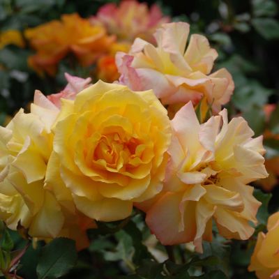Strauchrose 'Sahara®' Strauchrose 'Sahara®'
