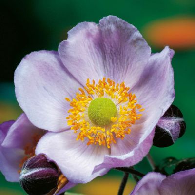 Japanische Herbst-Anemone 'Praecox'