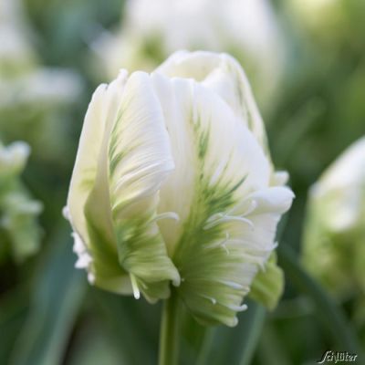 Papagei-Tulpe 'Super Parrot' 7 Stück