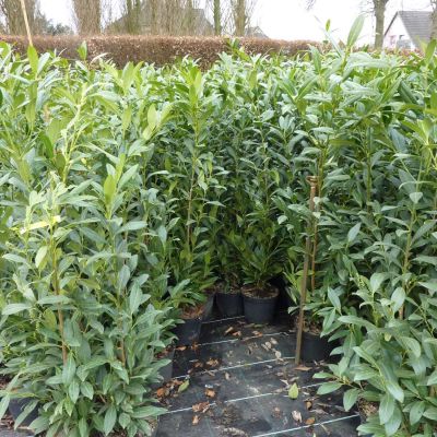 Kirschlorbeer 'Herbergii' Kirschlorbeer 'Herbergii'