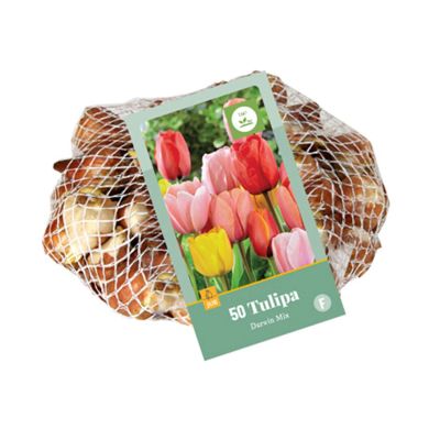 Tulpen Mischung 'Darwin-Hybrid Mix' - 40 Stück