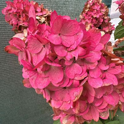 Rispenhortensie 'Bloody Marie' Rispenhortensie 'Bloody Marie'