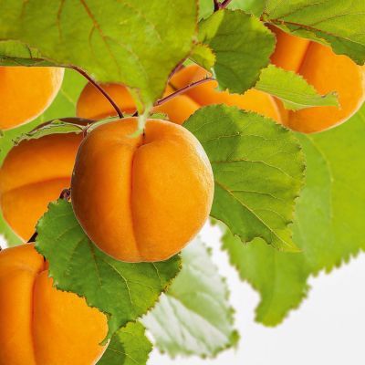 Säulen-Aprikose 'Golden Sun®' Säulen-Aprikose 'Golden Sun®'