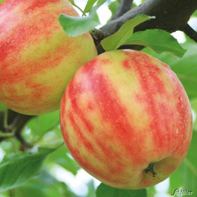 Gestreifter Apfel 'Karneval' Gestreifter Apfel 'Karneval'