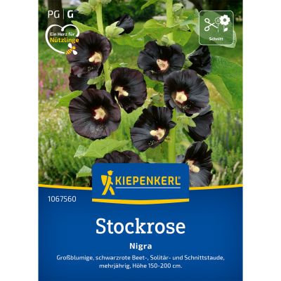 Stockrosen 'Nigra'