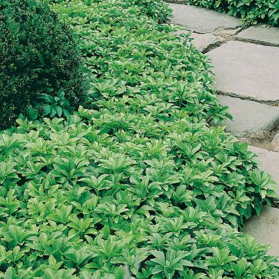 Schattengrün / Dickmännchen 'Ysander' Schattengrün / Dickmännchen 'Ysander'