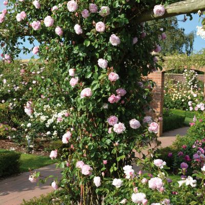 David Austin-Rose 'The Generous Gardener®' - AGM-Rose David Austin-Rose 'The Generous Gardener®' - AGM-Rose