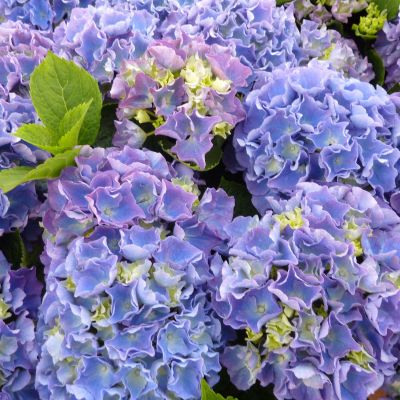 Ballhortensie 'Bela' Ballhortensie 'Bela'
