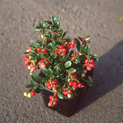 Preiselbeere 'Koralle' Preiselbeere 'Koralle'