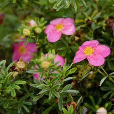 Fingerstrauch 'Bellissima®' Fingerstrauch 'Bellissima®'