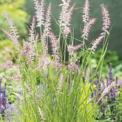 Rosa Orient-Lampenputzergras 'Karley Rose®' - Federborstengras Rosa Orient-Lampenputzergras 'Karley Rose®' - Federborstengras