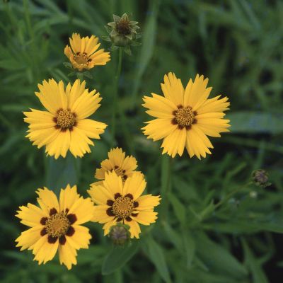 Mädchenauge 'Sunfire'