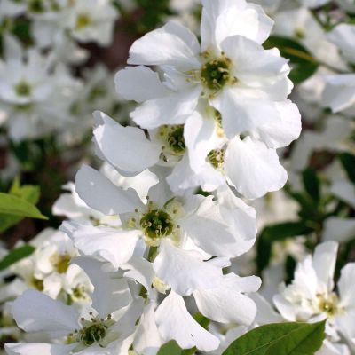 Prunkspiere 'Niagara'