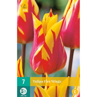 Lilienblütige Tulpe 'Fire Wings'  -  7 Stück
