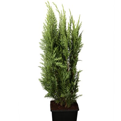 Gartenzypresse 'White Spot' Gartenzypresse 'White Spot'