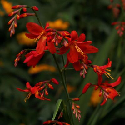 Montbretien 'Carmen Briljant'