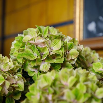 Ballhortensie 'Rembrandt® Bella Pesche'  Ballhortensie 'Rembrandt® Bella Pesche'