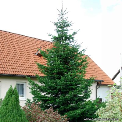 Nordmann-Tanne