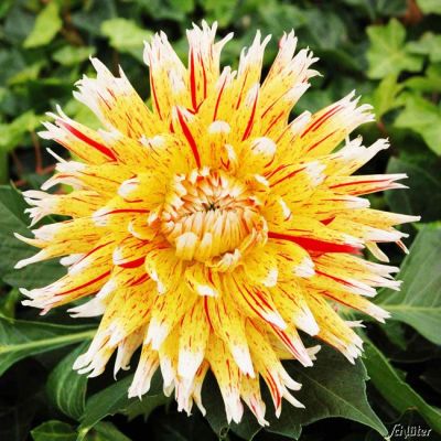 Hirschgeweihdahlie 'Winesome' - 1 Stück