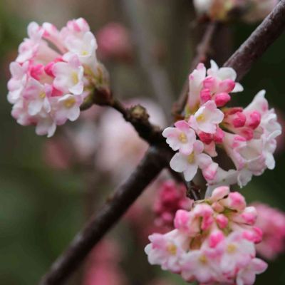 Winterschneeball 'Charles Lamont' Winterschneeball 'Charles Lamont'