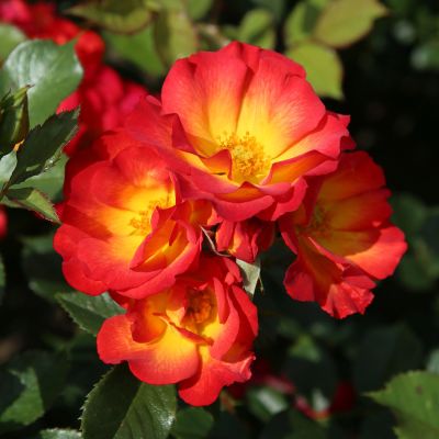 Zwerg-Strauchrose 'Summer of Love'