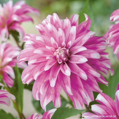 Schmuckdahlie 'Razzle Dazzle'