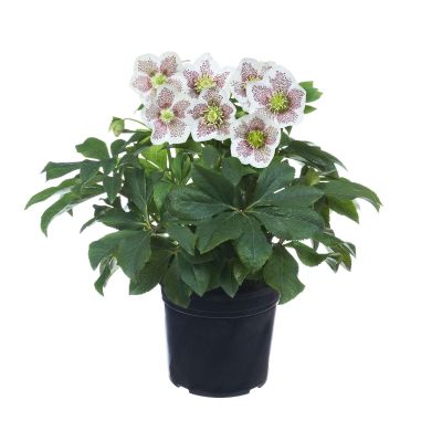 Lenzrose 'Spring Promise Conny®' - Helleborus Gold Collection
