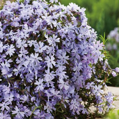 Polsterphlox 'Emerald Cushion Blue'