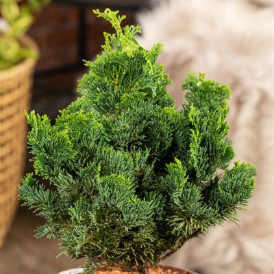 Muschelzypresse 'Nana Gracilis' Muschelzypresse 'Nana Gracilis'