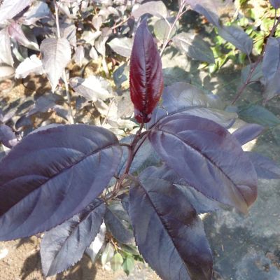 Zierapfel 'Royalty' Zierapfel 'Royalty'