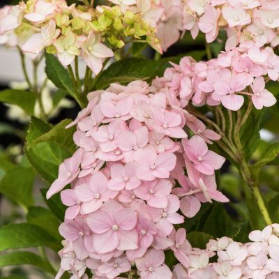 Bauernhortensie 'So Long Sunny'