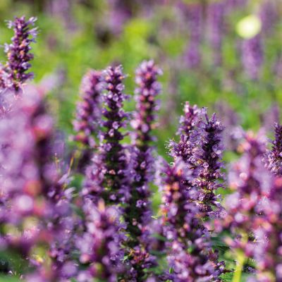 Anis-Duftnessel 'Purple Haze®' Anis-Duftnessel 'Purple Haze®'