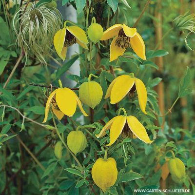 Clematis 'Orange Peel' Clematis 'Orange Peel'