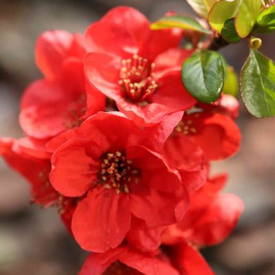 Zierquitte 'Friesdorfer Typ 205' Zierquitte 'Friesdorfer Typ 205'