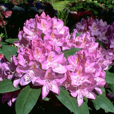 Rhododendron 'Roseum Elegans' Rhododendron 'Roseum Elegans'