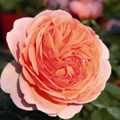Nostalgische Strauchrose 'Chippendale®' Nostalgische Strauchrose 'Chippendale®'