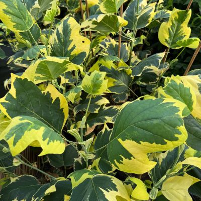 Bunter Tulpenbaum 'Snowbird' Bunter Tulpenbaum 'Snowbird'