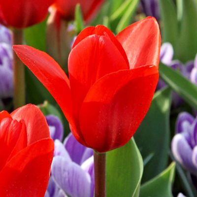 Botanische Tulpe 'Showwinner' - 7 Stück