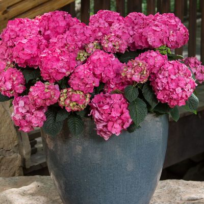 Hortensie Endless Summer® 'Summer Love' Hortensie Endless Summer® 'Summer Love'
